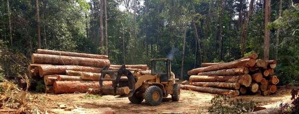 Best Commercial Tree Services  in Brewer, ME