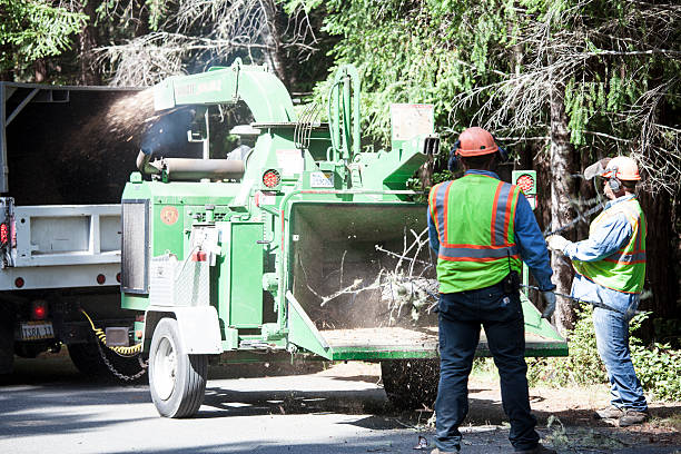 How Our Tree Care Process Works  in  Brewer, ME